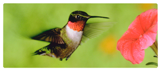 DNSEMP-L-027 Humming Bird 1